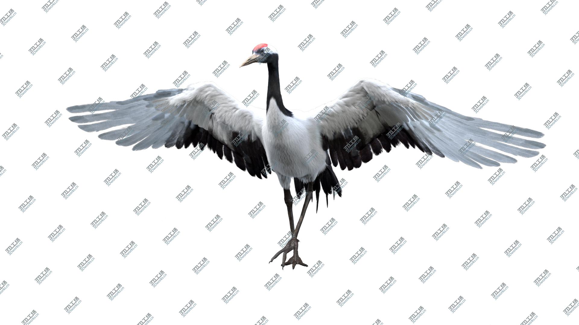 images/goods_img/20210319/Red-crowned Crane Fur Animated Rigged model/2.jpg